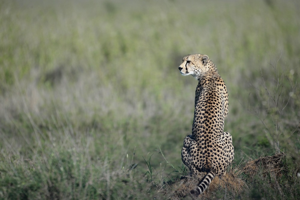 Hon dök upp längs vägen mellan Naabi och Ngorongoro