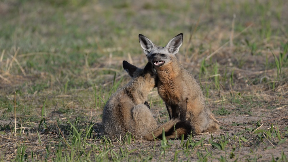 Bat eared fox - Ruaha