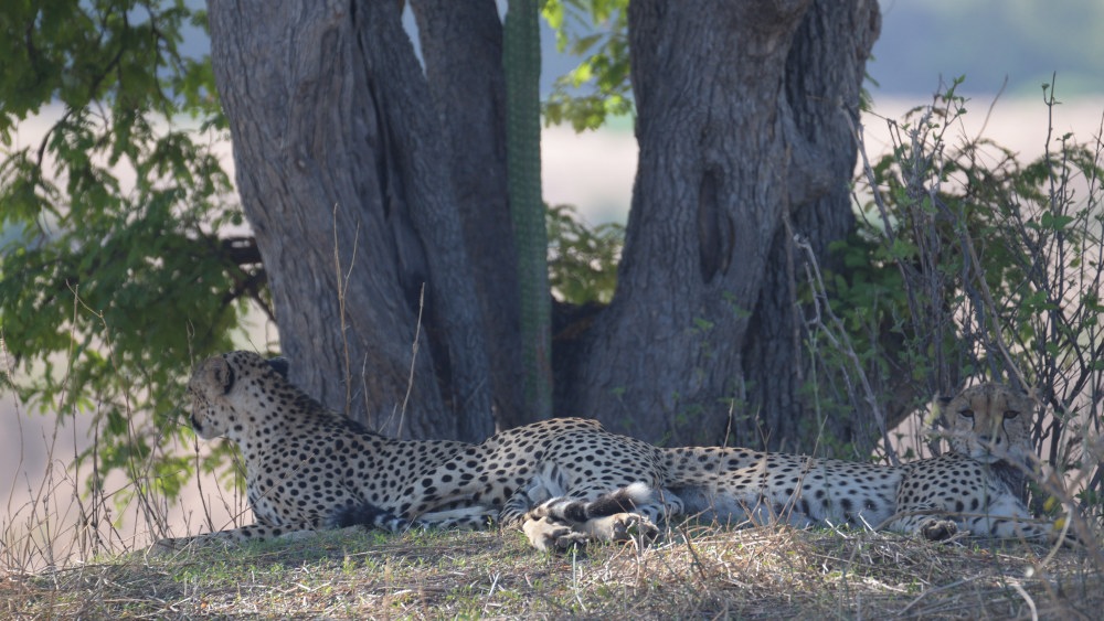 Geparder på flodbanken vid Great Ruaha River
