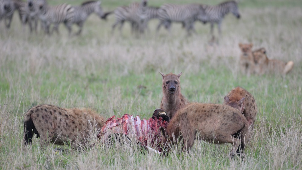 Zebra, lejon, hyenor och en nyligen slagen gnu - söder om Lobo